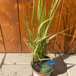 Smlz ostrokvetý (Calamagrostis x acutiflora) ´OVERDAM´ C1.5L